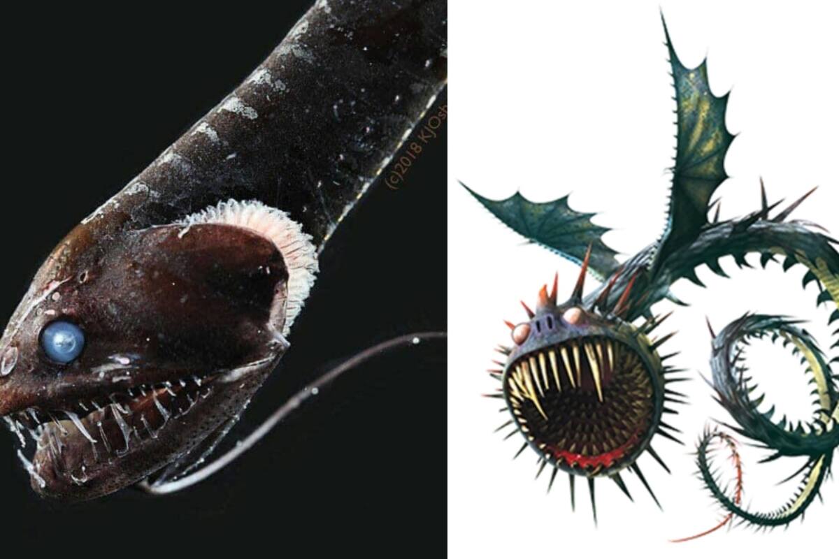 “Lo compararon con un personaje de Cómo entrenar a tu dragón”: captan extraña especie de pez del Pacífico que absorbe el 95% de la luz