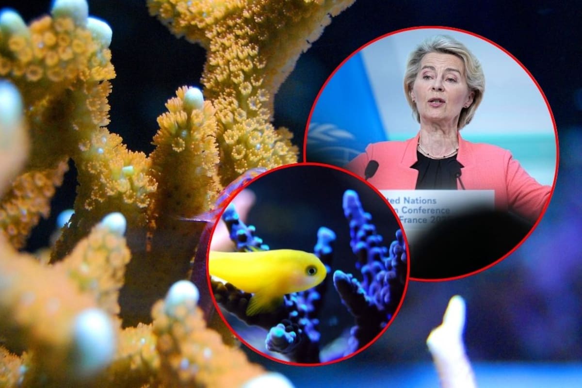 La UE invertirá 1,000 millones de euros en 50 proyectos globales para conservar océanos, promover pesca sostenible y financiar investigación científica