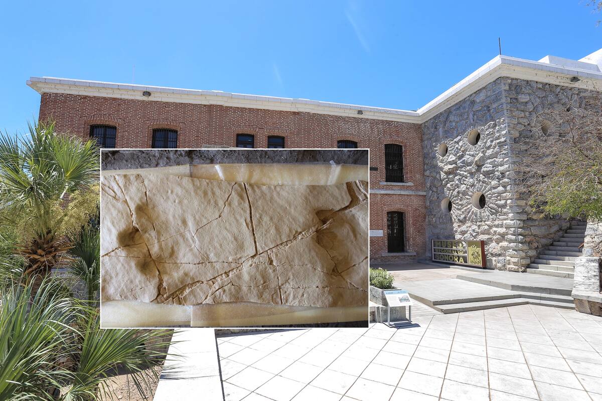 Exhibición de Huellas de Dinosaurio en el Museo Regional de Sonora por su 39 Aniversario