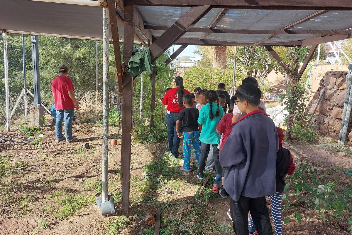 Es niñez migrante más vulnerable que la nativa en las fronteras: Colef