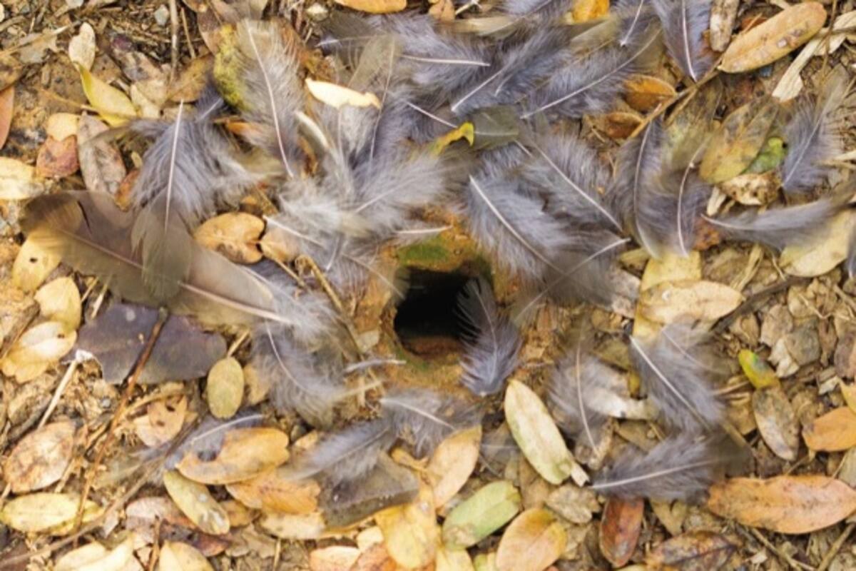 Esta hormiga carnívora crea trampas con plumas para atrapar a sus presas