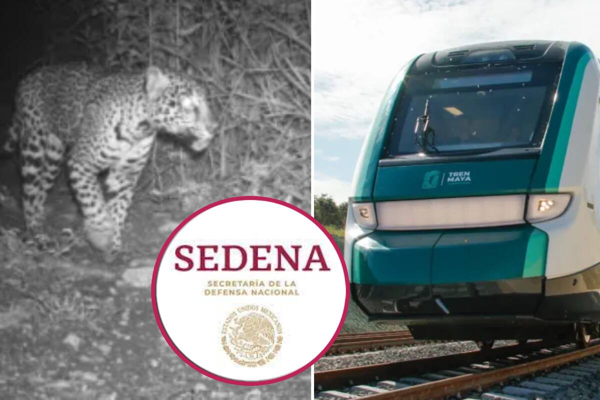 Sedena asegura ética en manejo de fauna del Tren Maya
