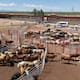 Suspenden exportación de ganado sonorense