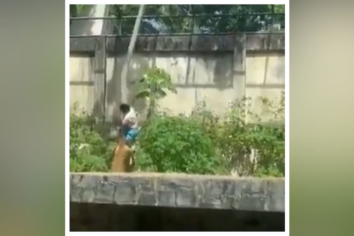 Video: Joven que soñaba con trabajar con animales salvajes muere tras irrumpir en el recinto de una leona en un zoológico de Brasil; su obsesión llegó hasta el punto de subirse al tren de aterrizaje de un avión con la intención de llegar hasta África