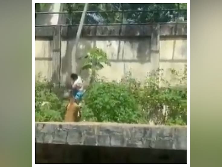 Video: Joven que soñaba con trabajar con animales salvajes muere tras irrumpir en el recinto de una leona en un zoológico de Brasil; su obsesión llegó hasta el punto de subirse al tren de aterrizaje de un avión con la intención de llegar hasta África