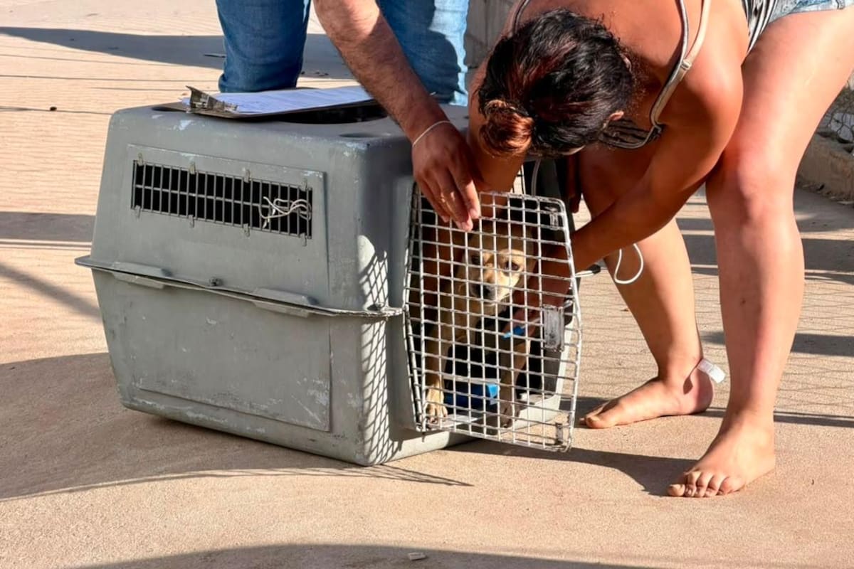 Resguardan a 11 perros tras reportes de riesgo en la colonia Popular 1989