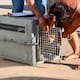 Resguardan a 11 perros tras reportes de riesgo en la colonia Popular 1989
