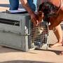 Resguardan a 11 perros tras reportes de riesgo en la colonia Popular 1989