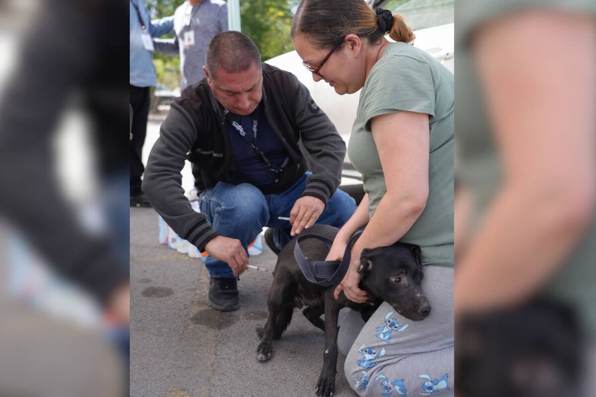 Vacuna antirrábica gratuita para mascotas en todos los centros de salud de Sonora