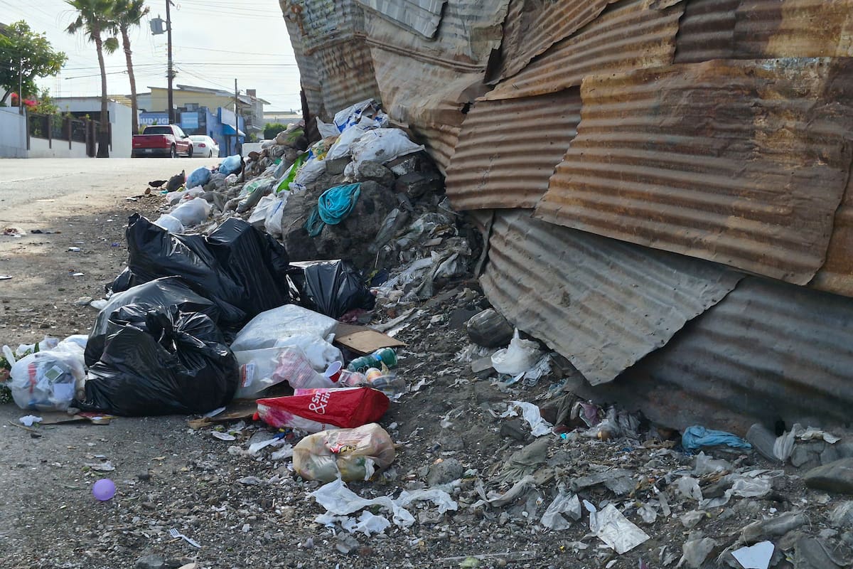 Acumulación de basura mantiene presencia de ratas en avenida Abasolo