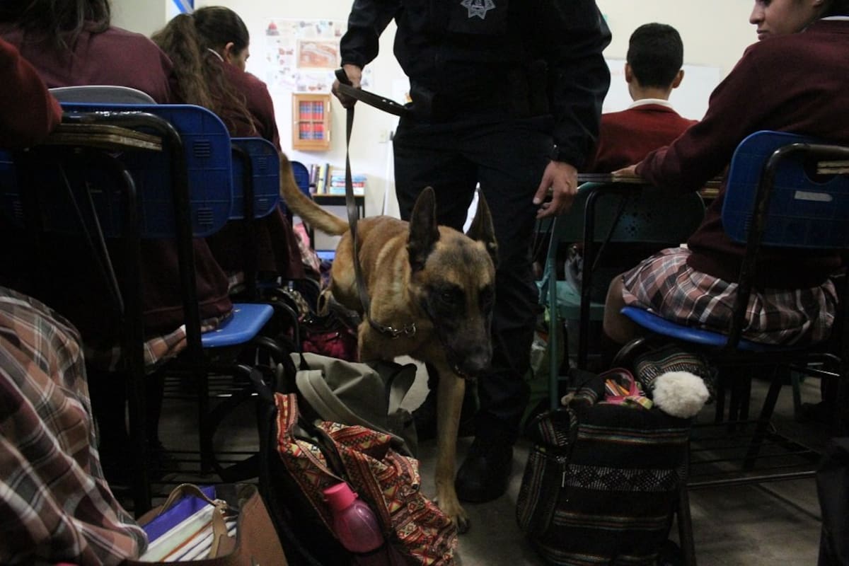 Policía municipal adquirirá tres unidades caninas