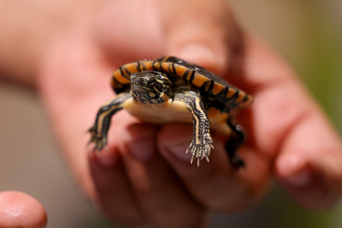 Cuidar una tortuga va más allá de darle agua y comida; veterinarios llaman a su cuidado en su Día Mundial