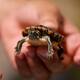 Cuidar una tortuga va más allá de darle agua y comida; veterinarios llaman a su cuidado en su Día Mundial