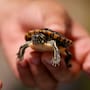 Cuidar una tortuga va más allá de darle agua y comida; veterinarios llaman a su cuidado en su Día Mundial