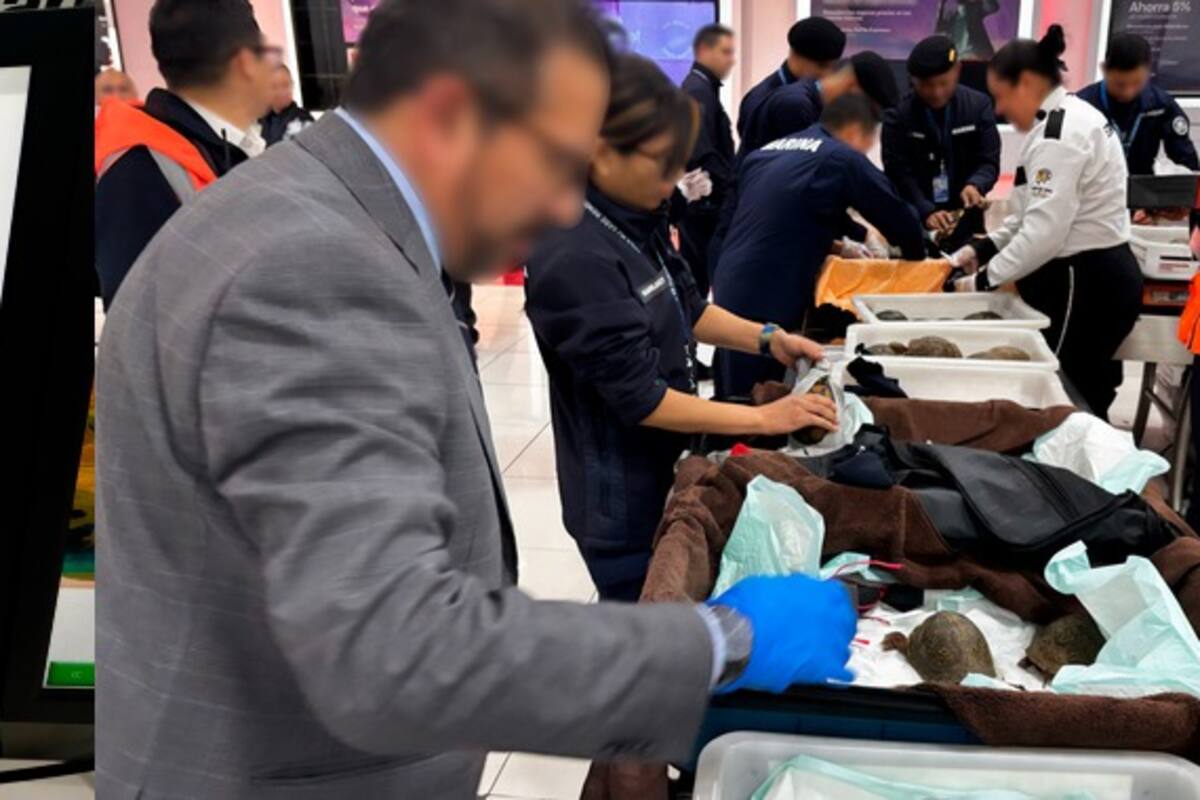 Profepa asegura 121 tortugas y 16 ranas que serían presuntamente traficadas a Japón