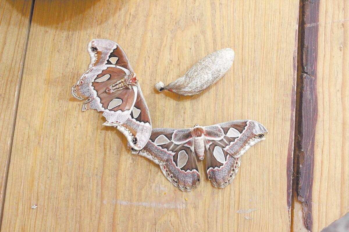 Es importante que sigan eclosionando mariposas para conservar la especie.