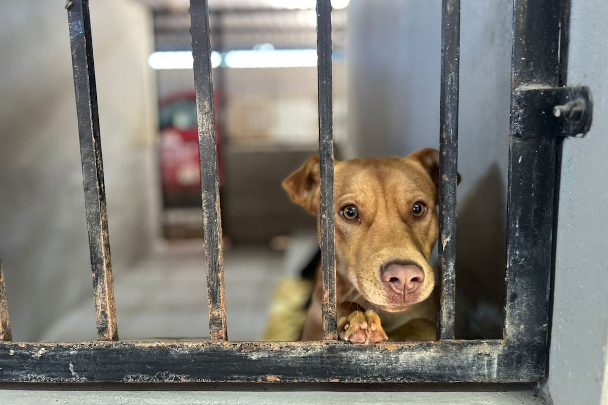 Centro de Atención Canina y Felina de Ensenada continúa en pésimas condiciones