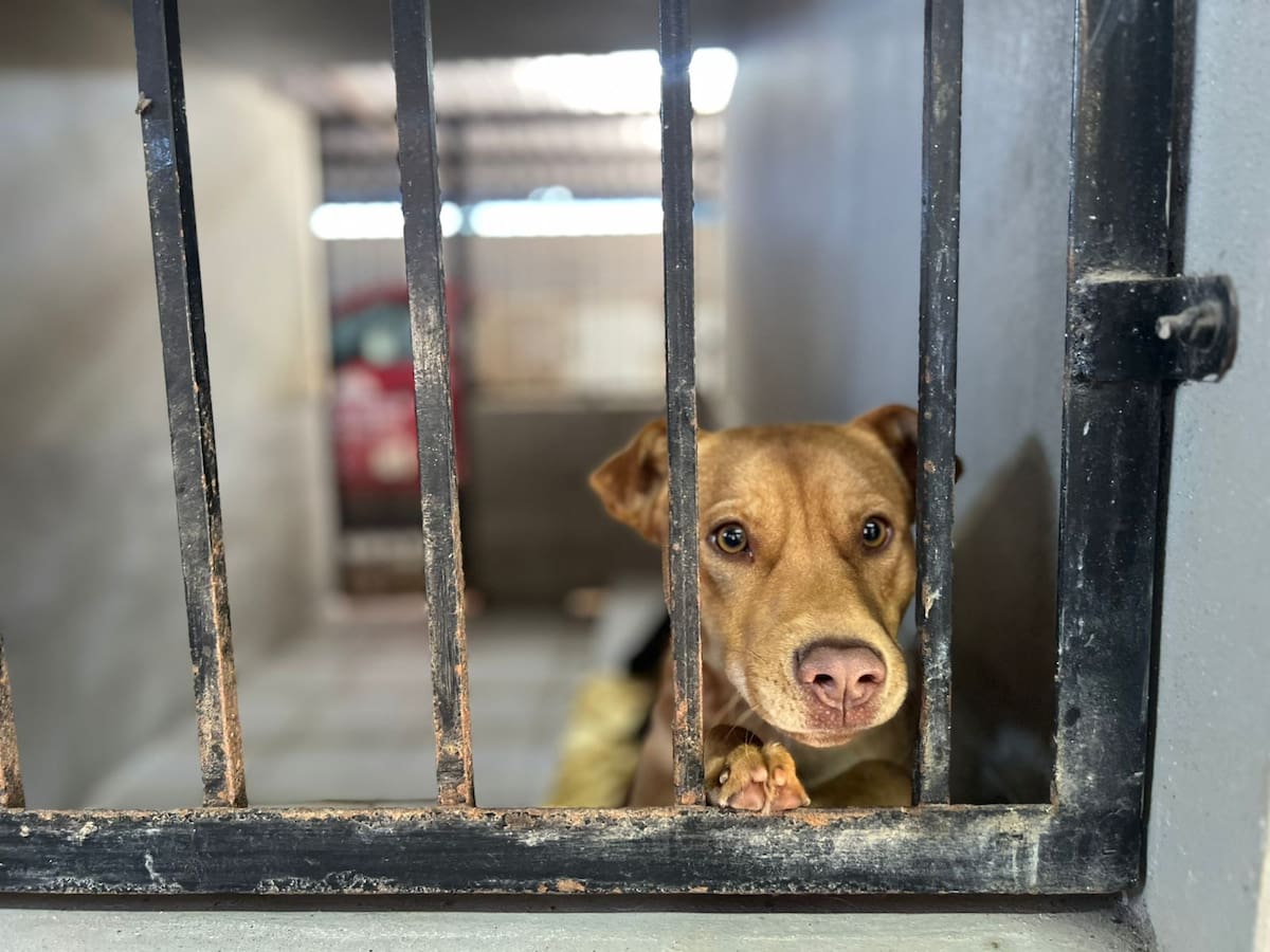 Las lluvias y bajas temperaturas han afectado a los perros y gatos que permanecen en el lugar. Foto: Cortesía