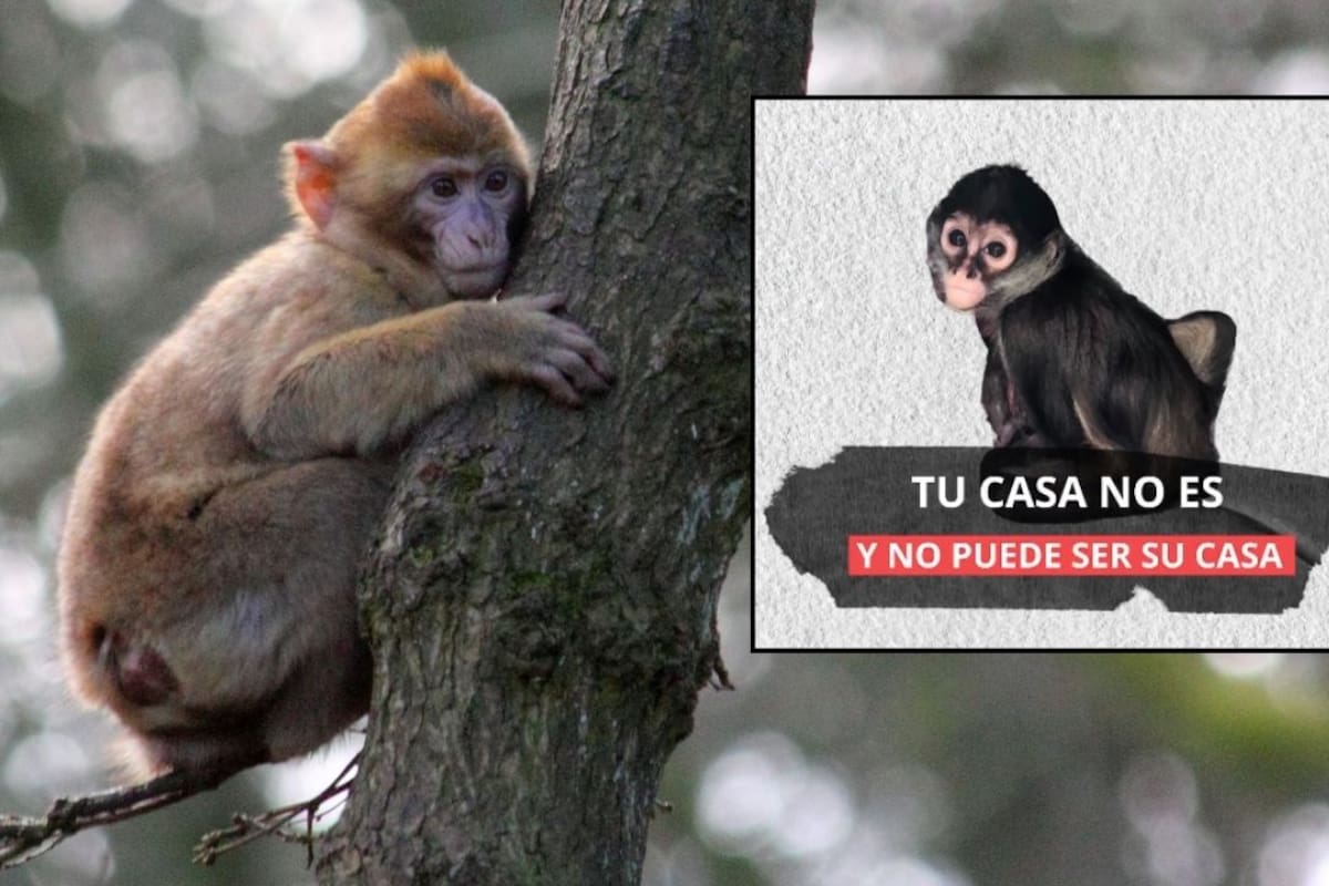 “Los monos no son mascotas”: Profepa lanza la campaña para alertar sobre el tráfico de estas especies y por qué no son animales de compañía