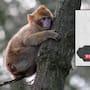 “Los monos no son mascotas”: Profepa lanza la campaña para alertar sobre el tráfico de estas especies y por qué no son animales de compañía