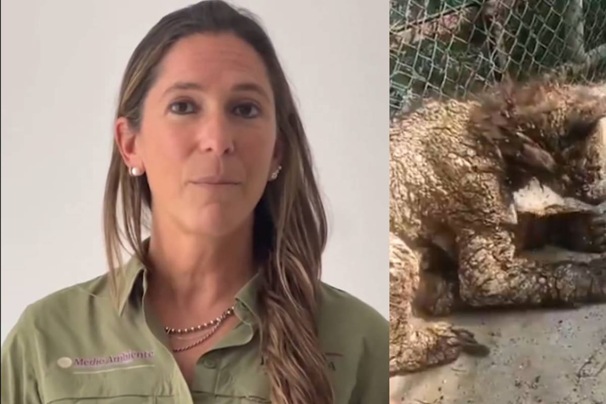 Caso osa “Mina” en Nuevo León: Profepa descarta traslado por su delicado estado de salud; recuerdan el rescate y entrega del ejemplar en 2023