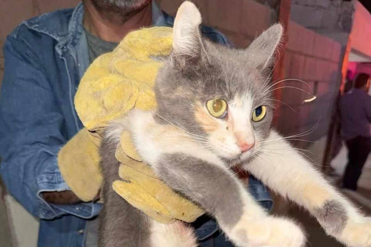Rescatan a felinos por maltrato animal en Caborca