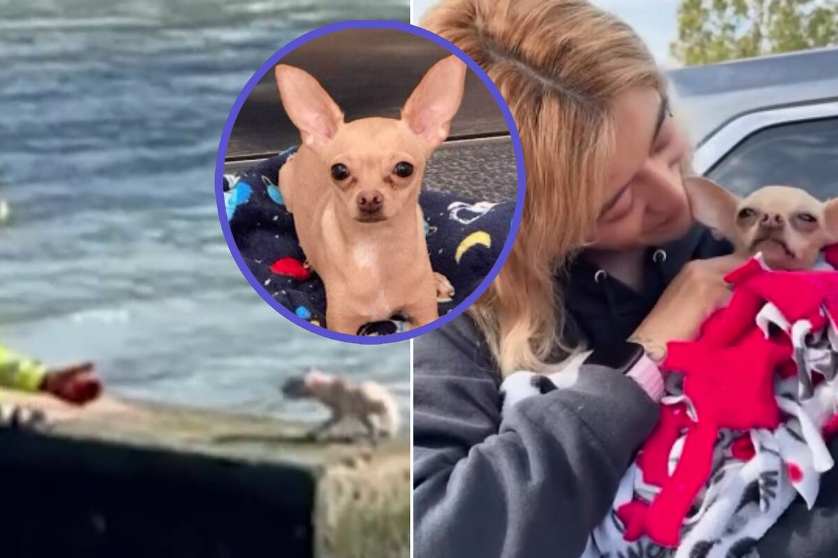 Bomberos rescatan a Chihuahua atrapado en un canal; el perrito protagoniza conmovedor encuentro con su familia