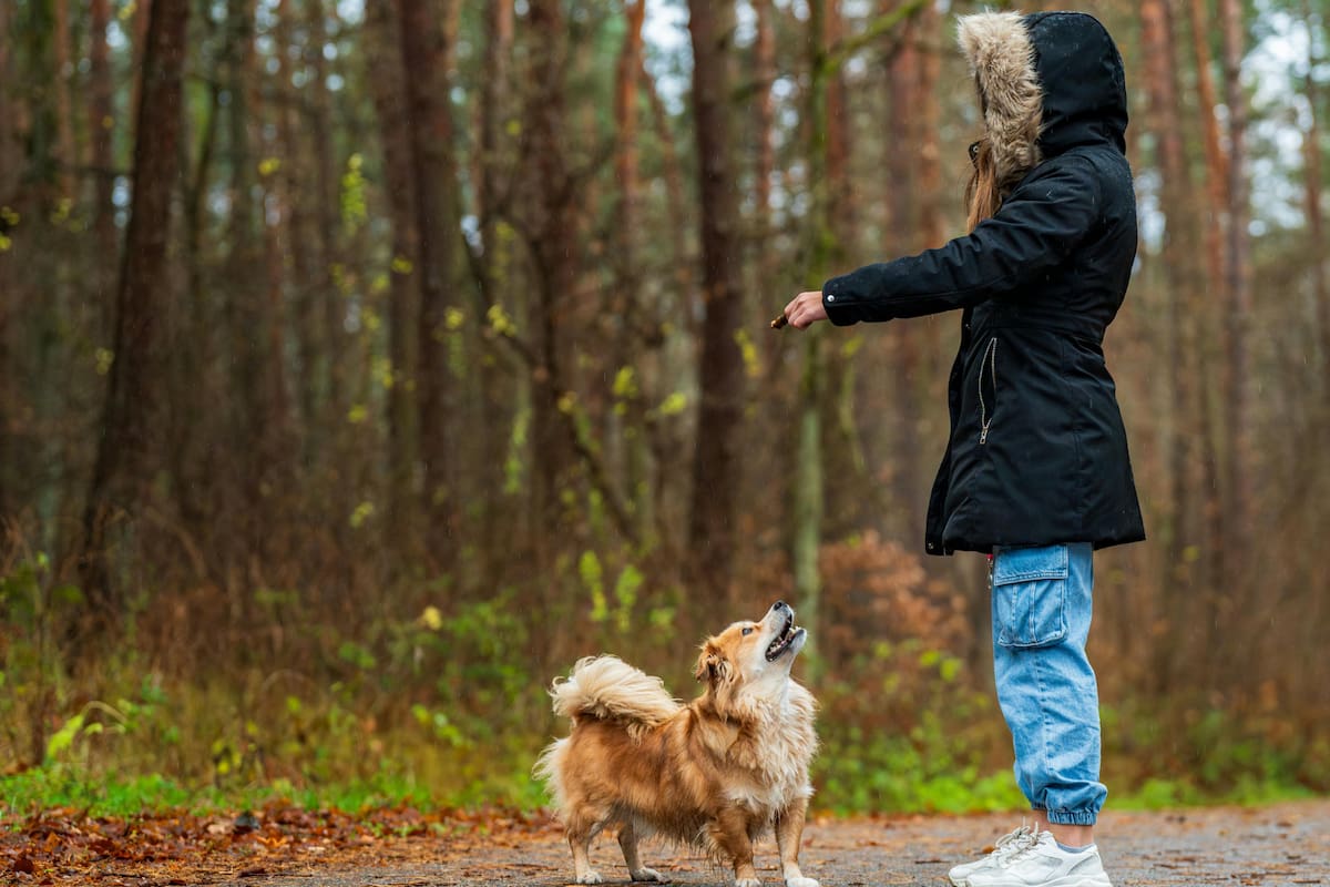 Entrenar perros puede frenar el envejecimiento celular en mujeres con estrés postraumático, según estudios