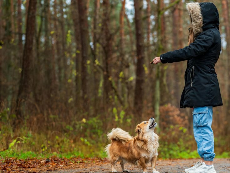 Entrenar perros puede frenar el envejecimiento celular en mujeres con estrés postraumático, según estudios