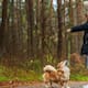 Entrenar perros puede frenar el envejecimiento celular en mujeres con estrés postraumático, según estudios