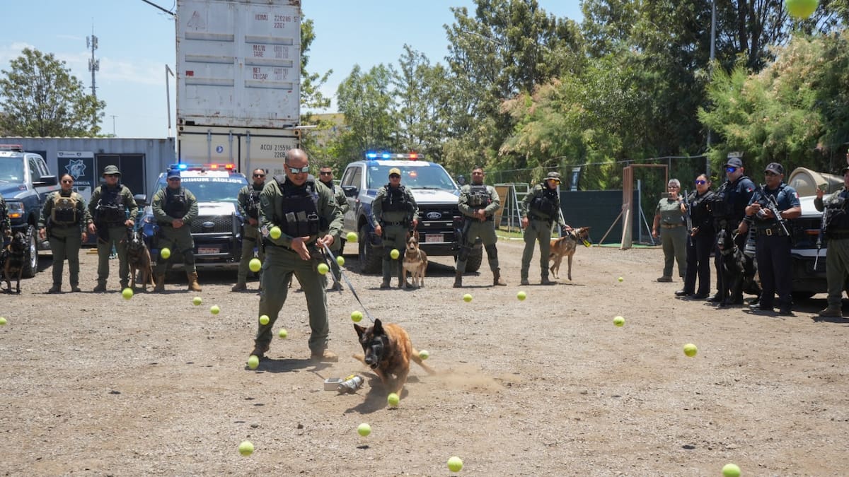Rambo, integrante de la Unidad K9 desde 2016, fue despedido con honores tras una trayectoria dedicada a la detección de explosivos y labores preventivas en Tijuana. Foto: Cortesía