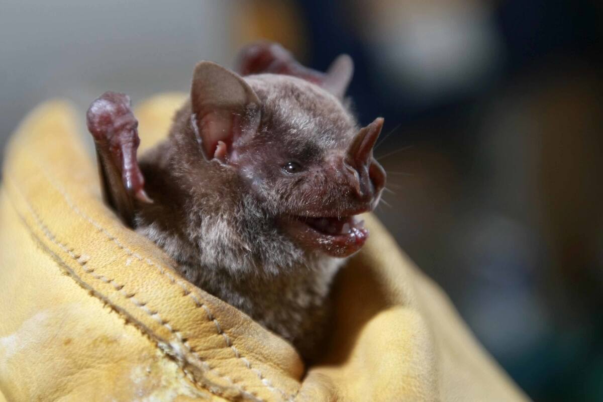 Investigador pide no maltratar a murciélagos