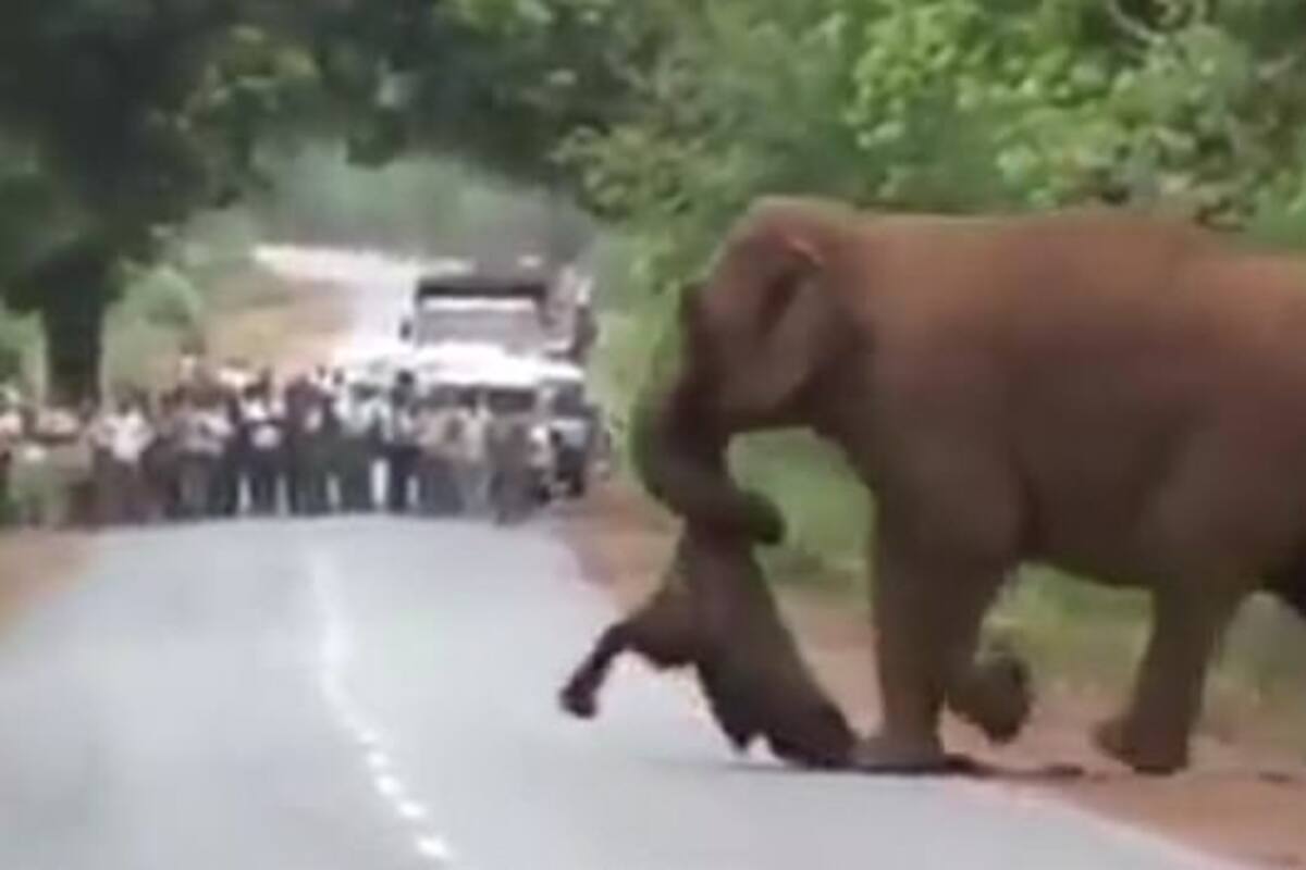 Madre elefante carga el cuerpo muerto de su cría