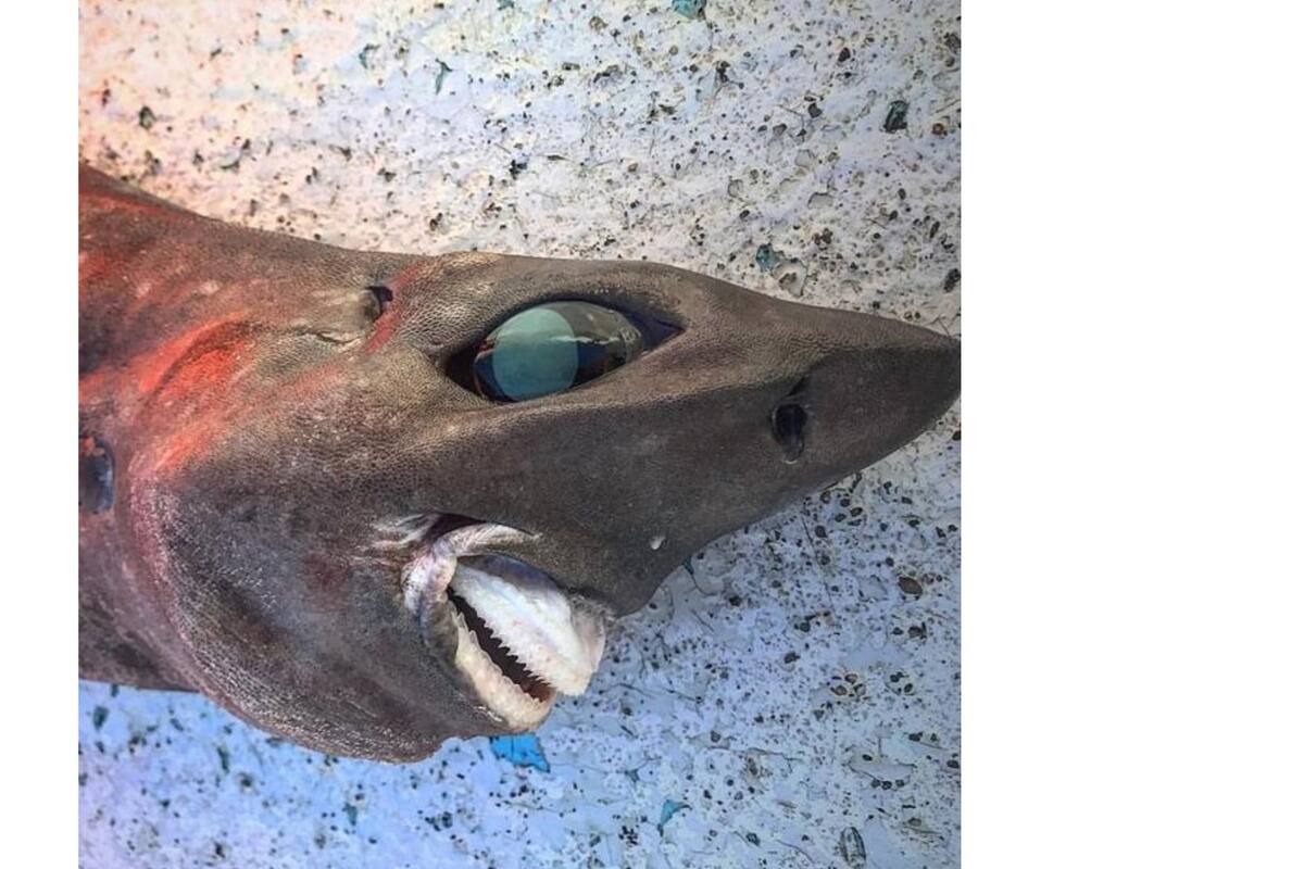 VIRAL: Extraño tipo de tiburón es encontrado y aseguran proviene del fondo del mar