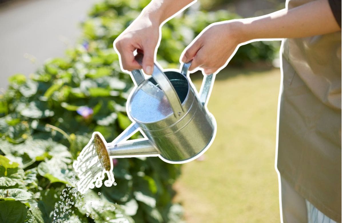 Cómo regar las plantas en verano sin dañarlas | Foto: Especial (canva)