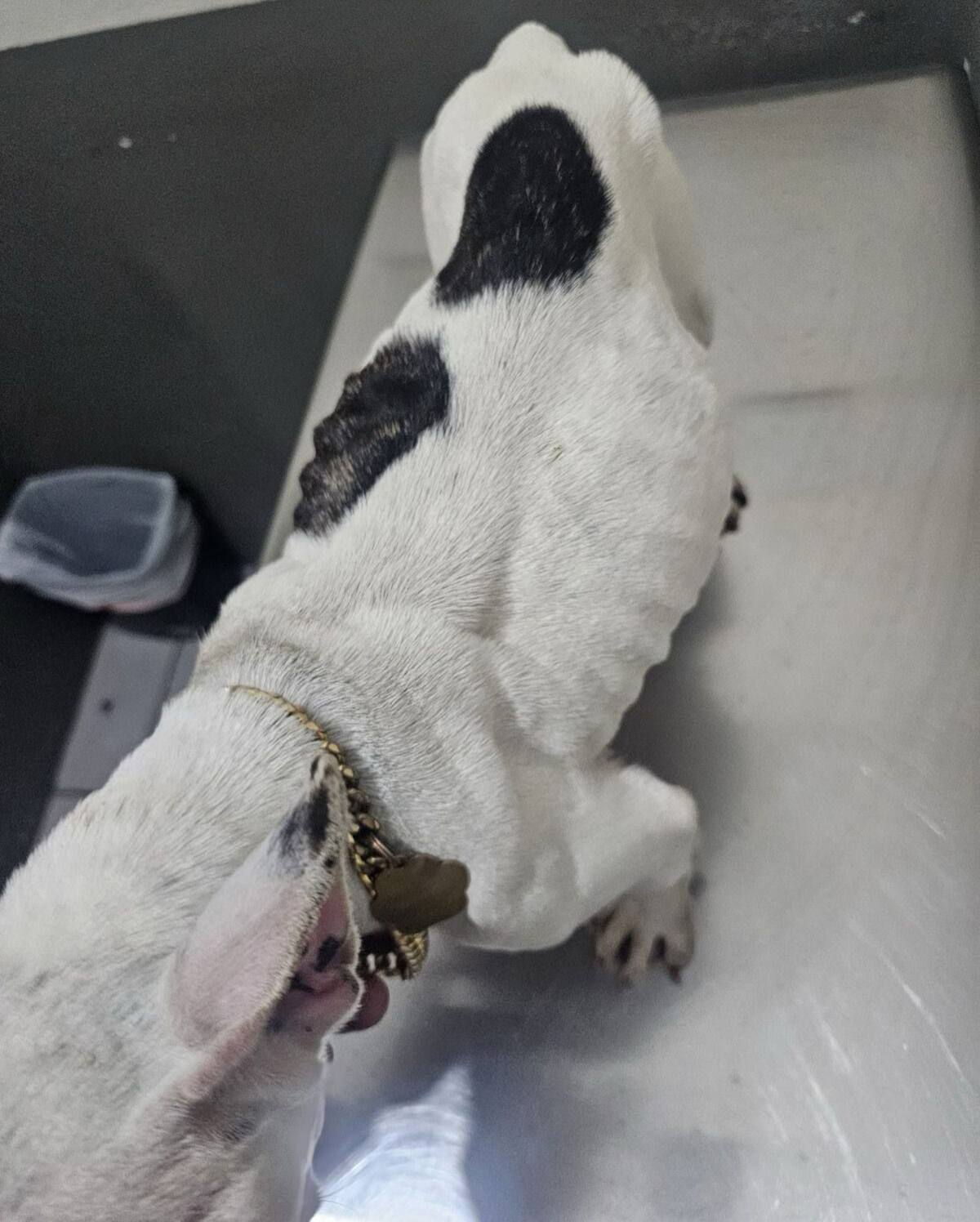 Los canes rescatados presentaban visibles signos de desnutrición.