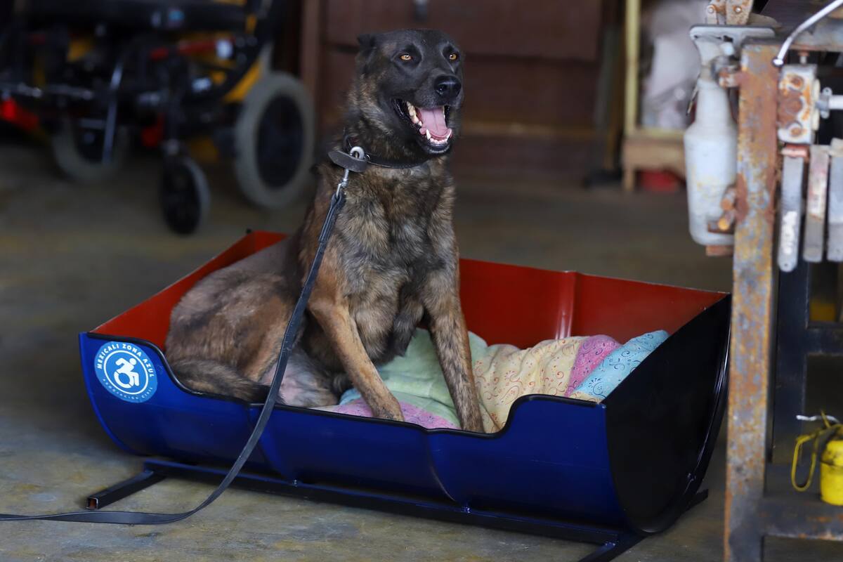Construye asociación camas para perros con material reciclado