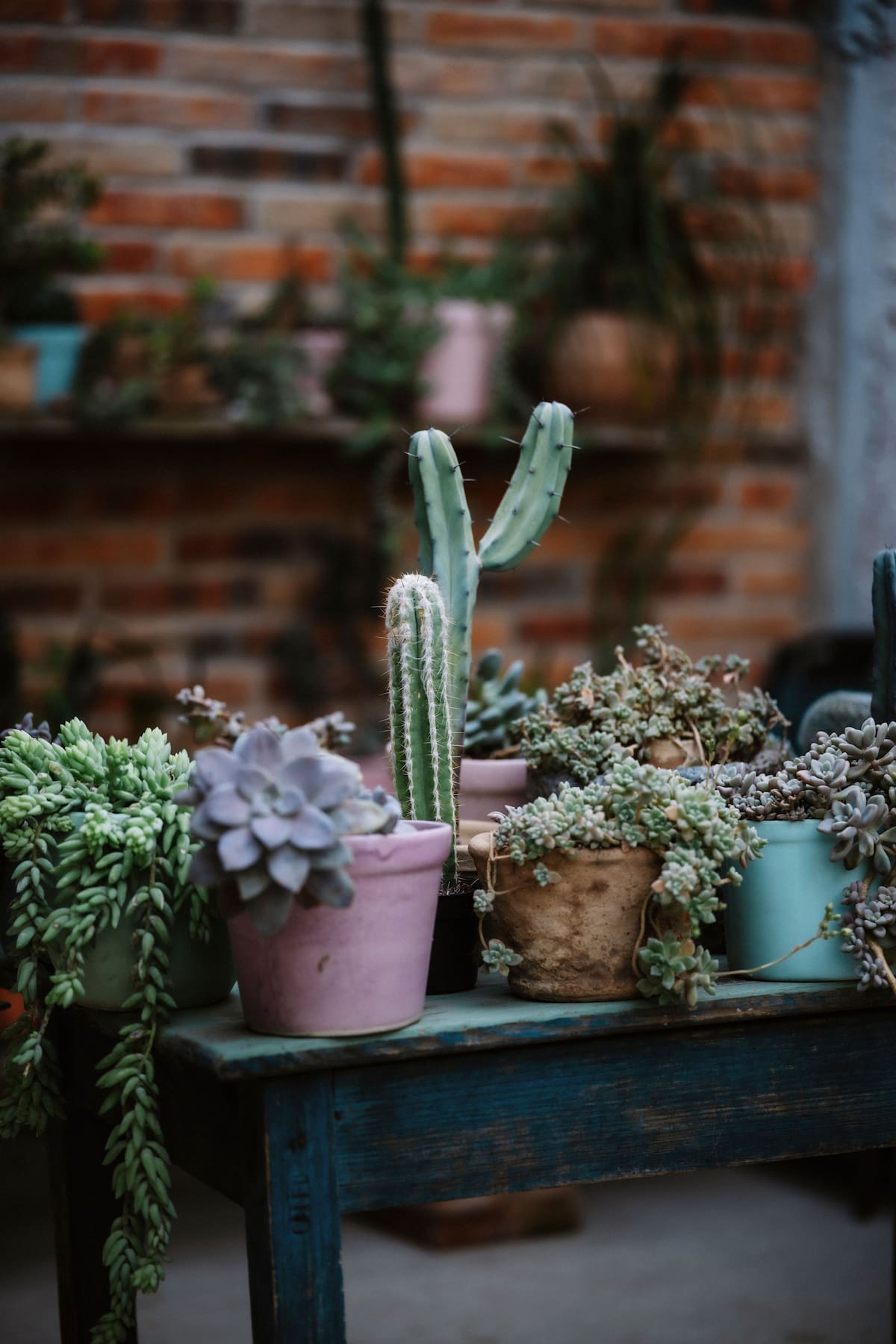 Los expertos señalan que este líquido es óptimo para regar especies que prefieren suelos ácidos o aguas blandas, tales como las hortensias, diversas plantas de interior y las suculentas | Pexels