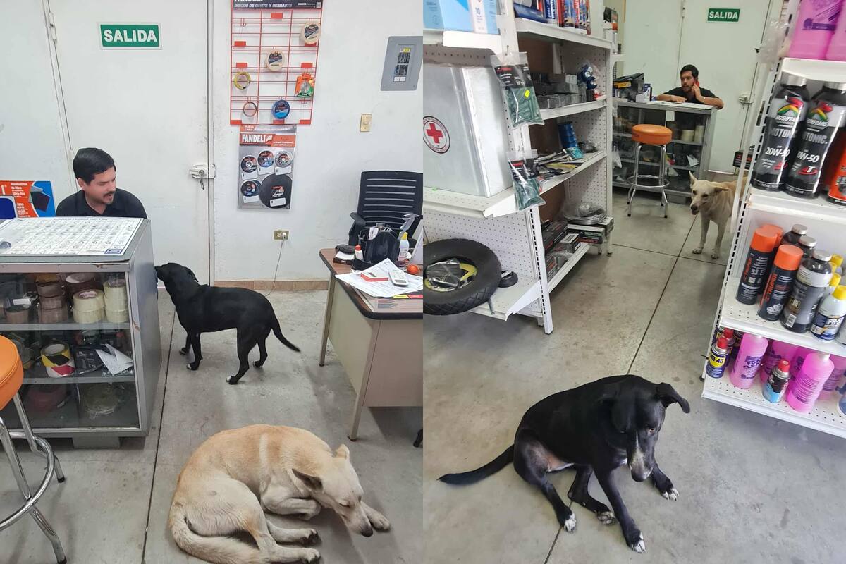 Perritos encuentran refugio y amor en una ferretería de la colonia Choyal en Hermosillo