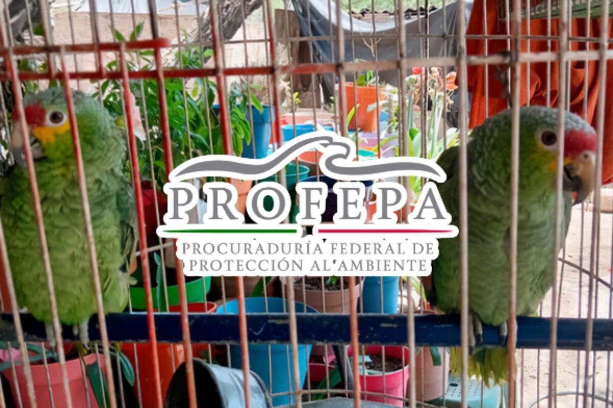 Profepa asegura 63 ejemplares de fauna silvestre en Querétaro; algunas especies están protegidas por norma ambiental
