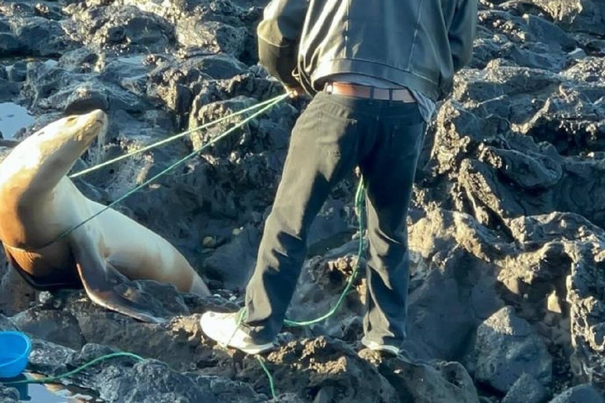 Expresan ambientalistas preocupación por lobos marinos en playas de BC