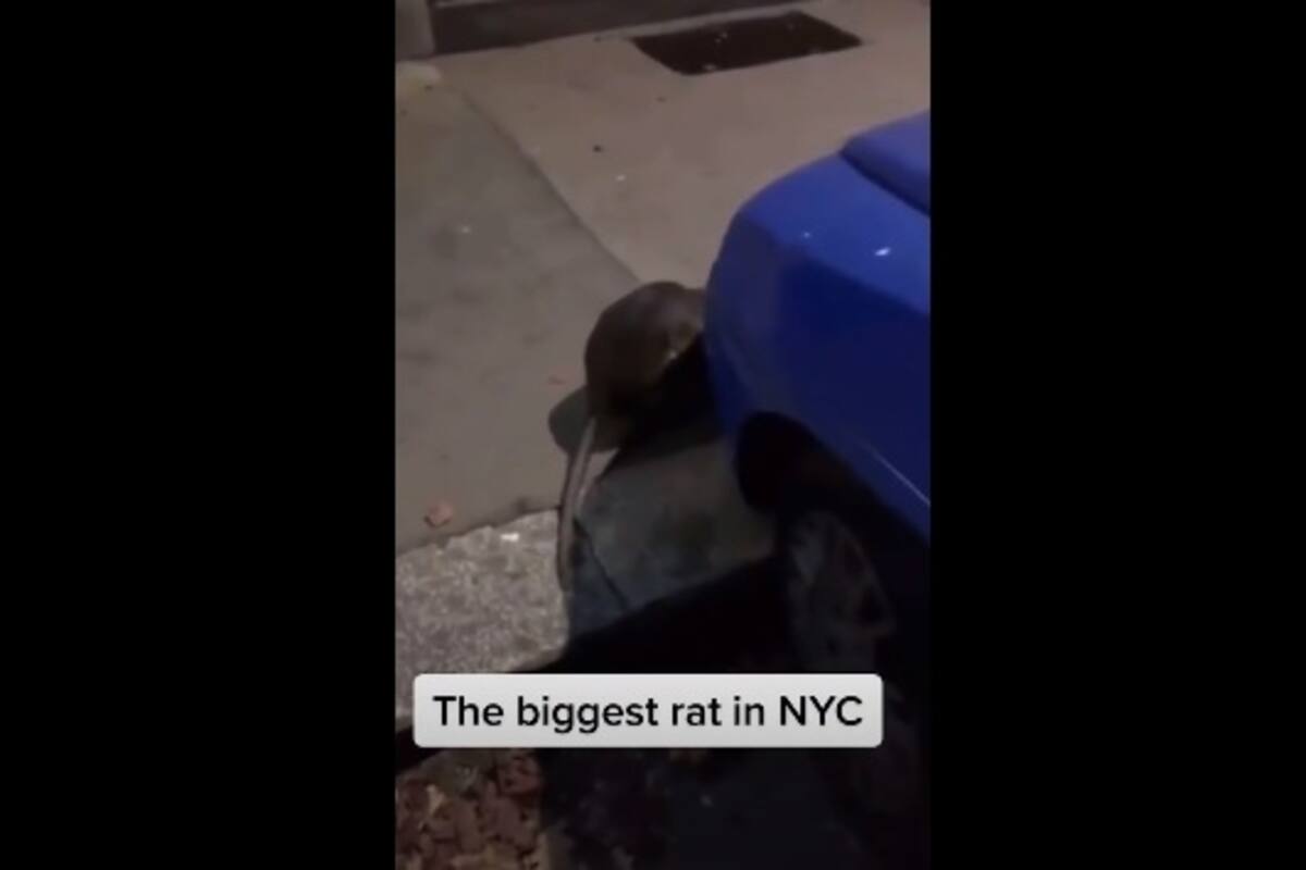 Video de supuesta rata gigante en Nueva York se hace viral