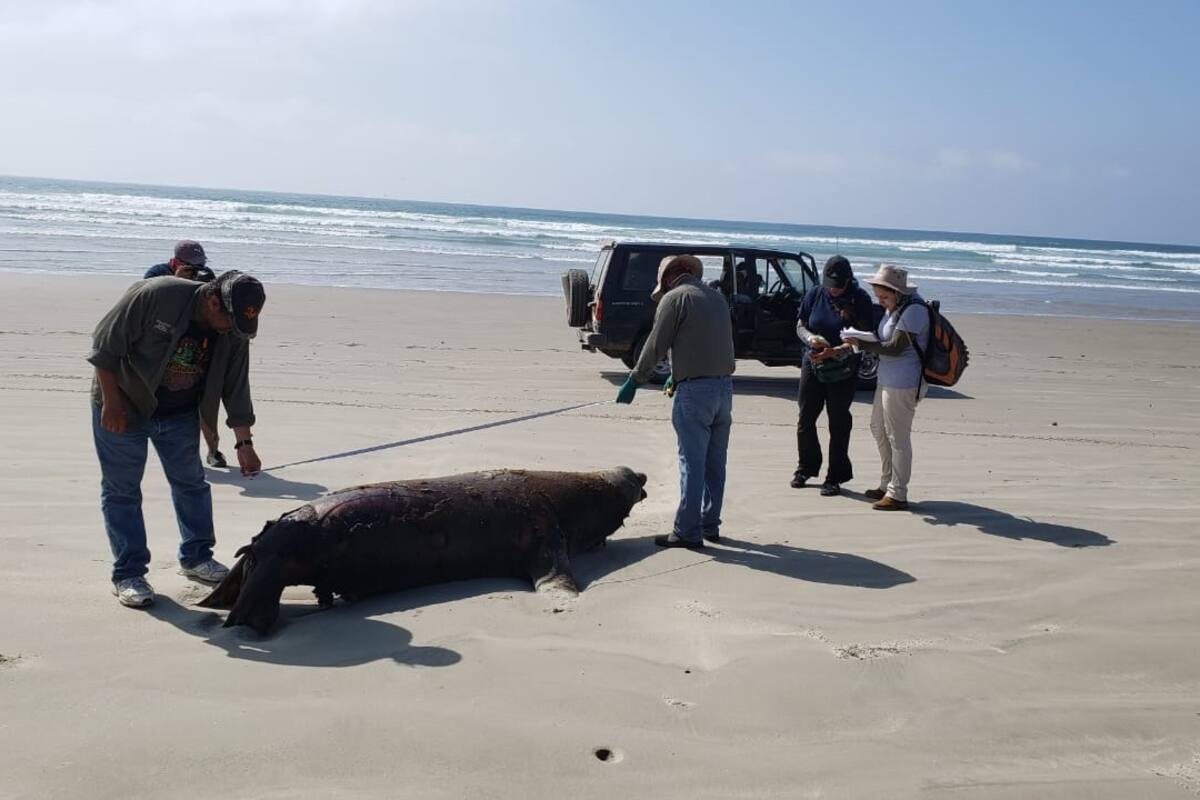 Hallan muertos a 137 lobos marinos en costas de BCS