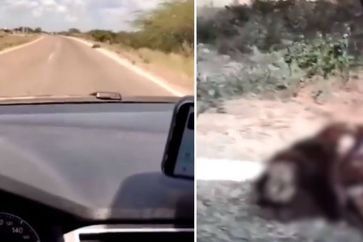 Video muestra el supuesto cadáver de un nahual en carretera de Brasil