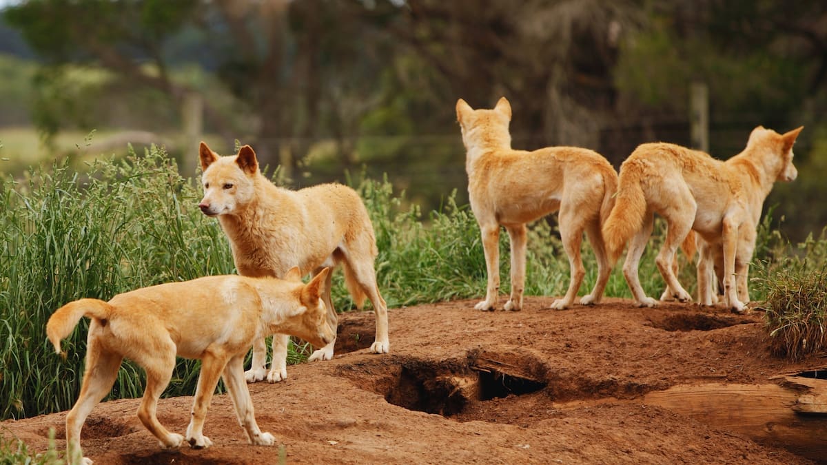 La mochilera fue localizada sin vida en una playa de K’gari, parque nacional situado frente a la costa de Queensland, un sitio reconocido por la UNESCO y habitado por una de las poblaciones de dingos más puras del país.