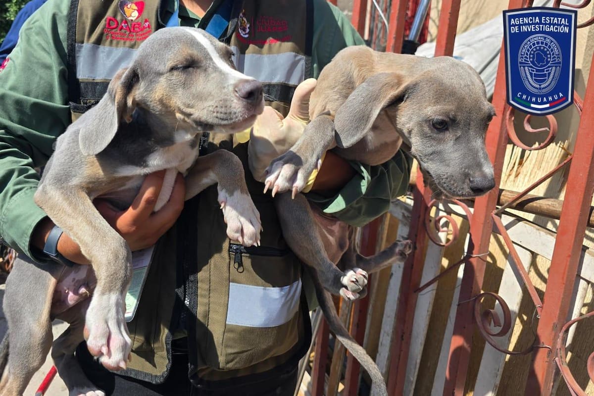 Fiscalía de Chihuahua asegura 592 animales víctimas de maltrato en operativos en Ciudad Juárez