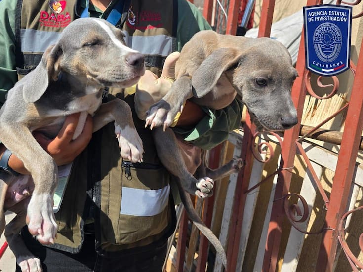 Fiscalía de Chihuahua asegura 592 animales víctimas de maltrato en operativos en Ciudad Juárez