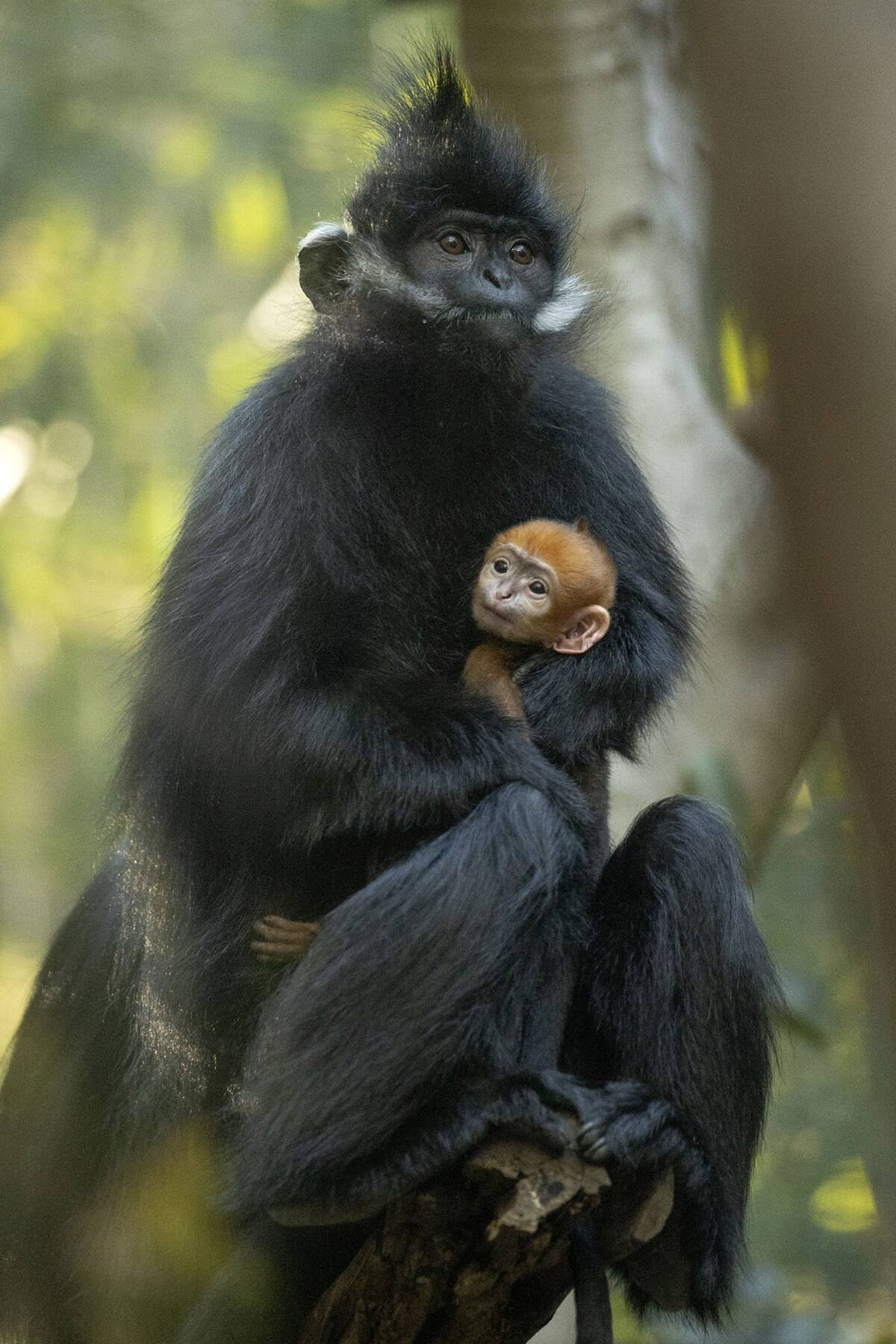 Meili es descendiente de Meili, de once años, cuyo primer bebé, Chi, que ahora tiene siete años, vive en un hábitat separado con otro langur joven.