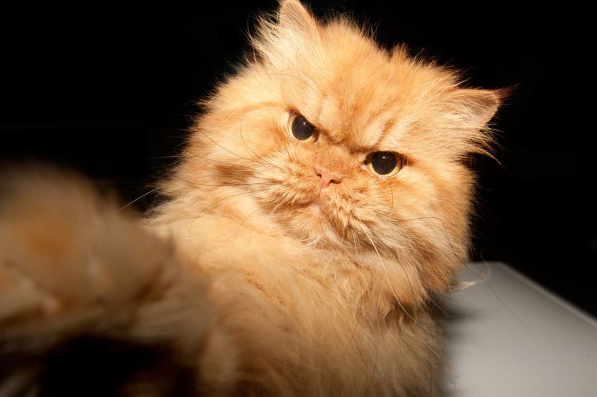 Garfi