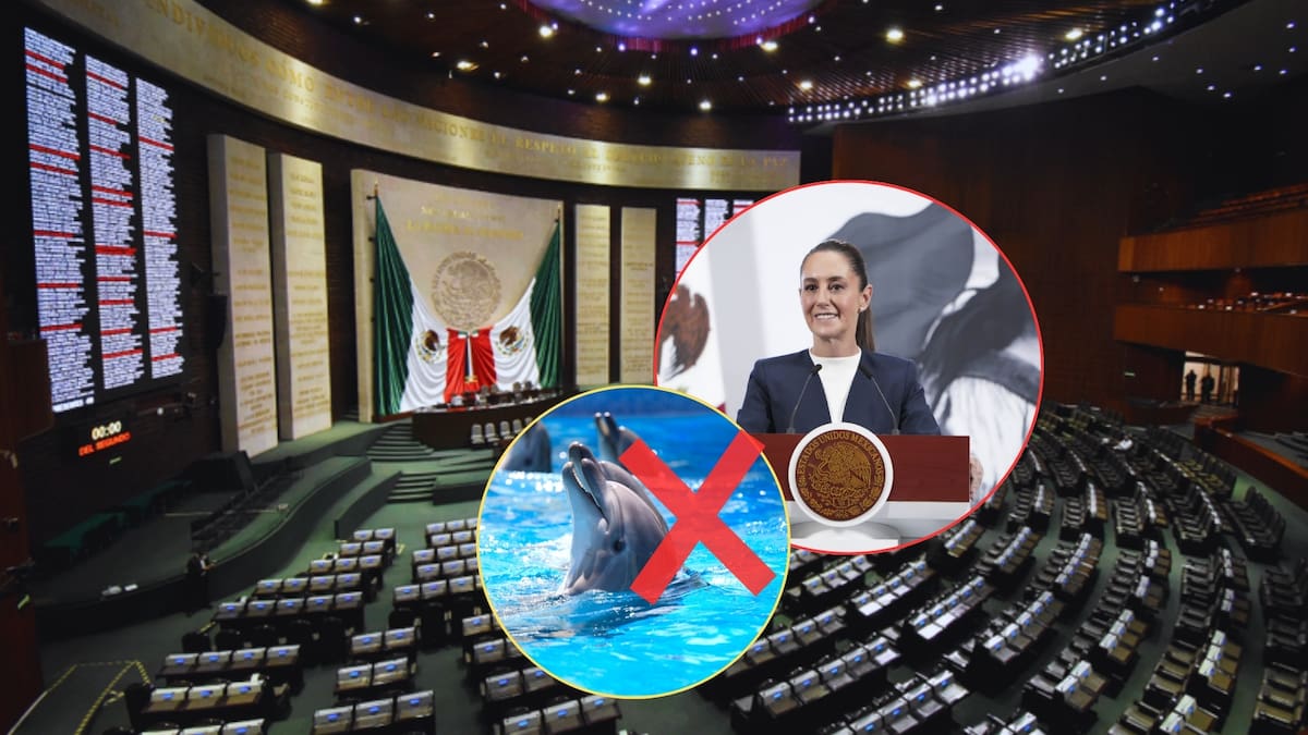 La reforma, conocida como la "Ley Mincho", busca eliminar la apertura de nuevos delfinarios y prohibir el contacto humano con estas especies. Foto: Especial